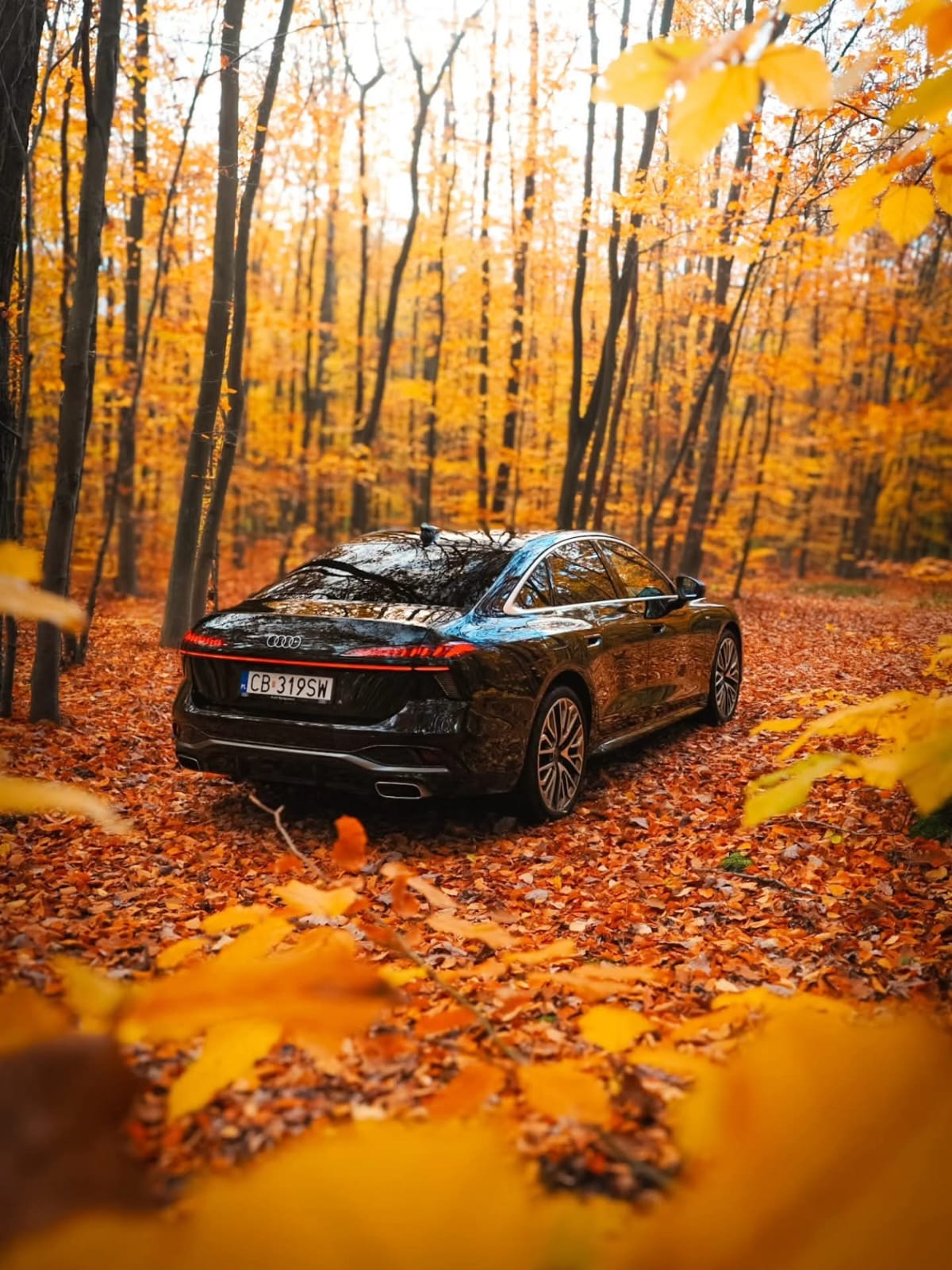 Audi in Autumn Forest